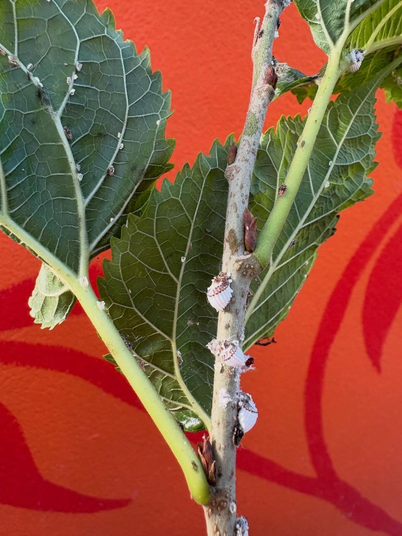 Scale Insects Hide Along Stems And Leaves Scale Insects Hide Along Stems And Leaves