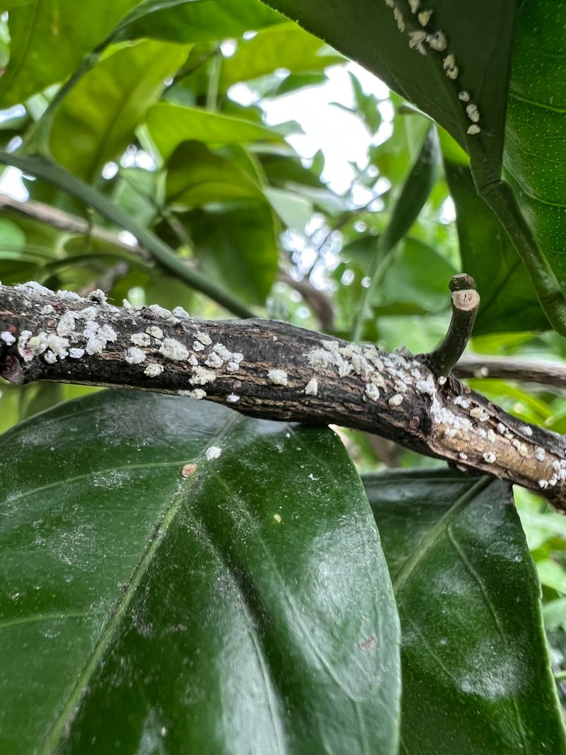 Scale Insects Hide On Stems And Leaves