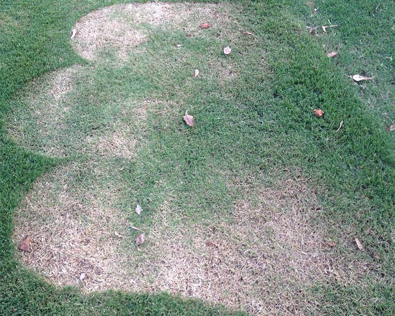 Scalping In May Can Set The Lawn Back Fast