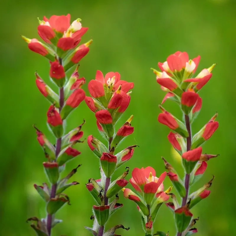 Scarlet Gilia Scarlet Gilia