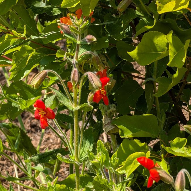Scarlet Monkeyflower Attracts Pollinators Near Pond Margins