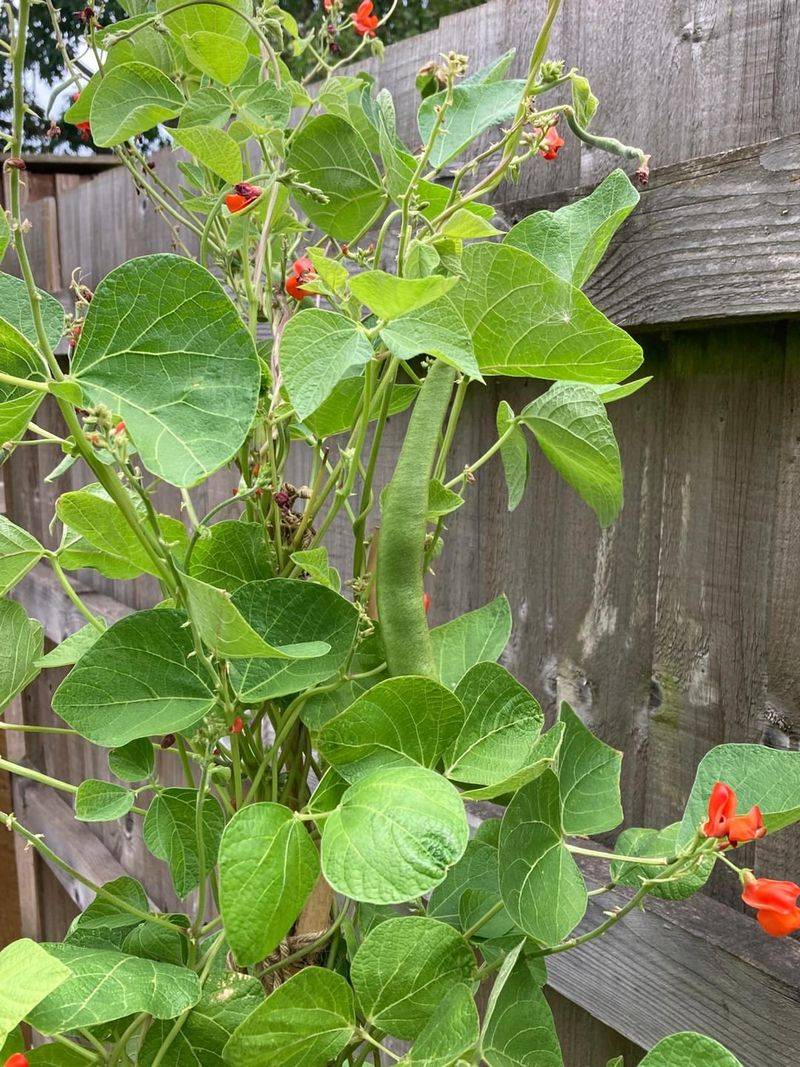 Scarlet Runner Bean Scarlet Runner Bean