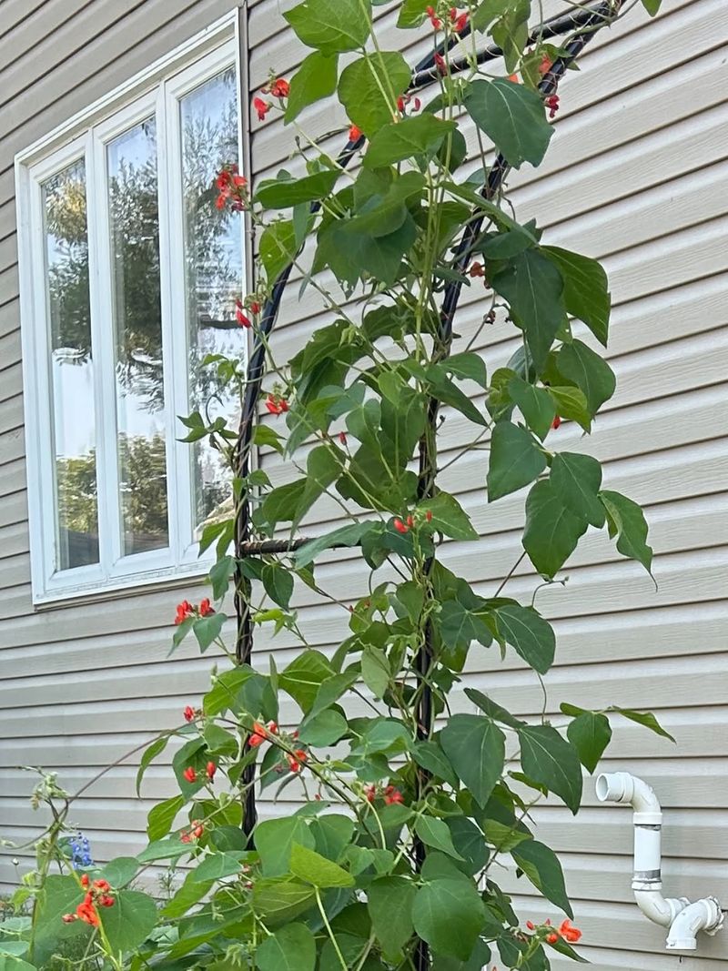 Scarlet Runner Beans (Phaseolus coccineus)