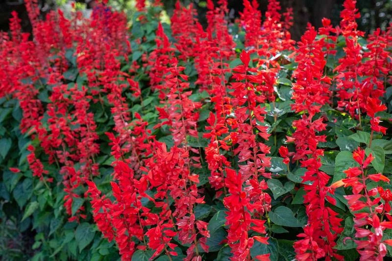 Scarlet Sage Brings Bright Color Into Fall