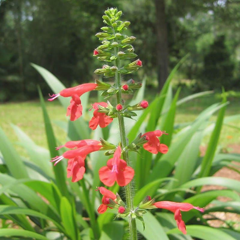 Scarlet Sage Brings Hummingbird Color Close To The Porch