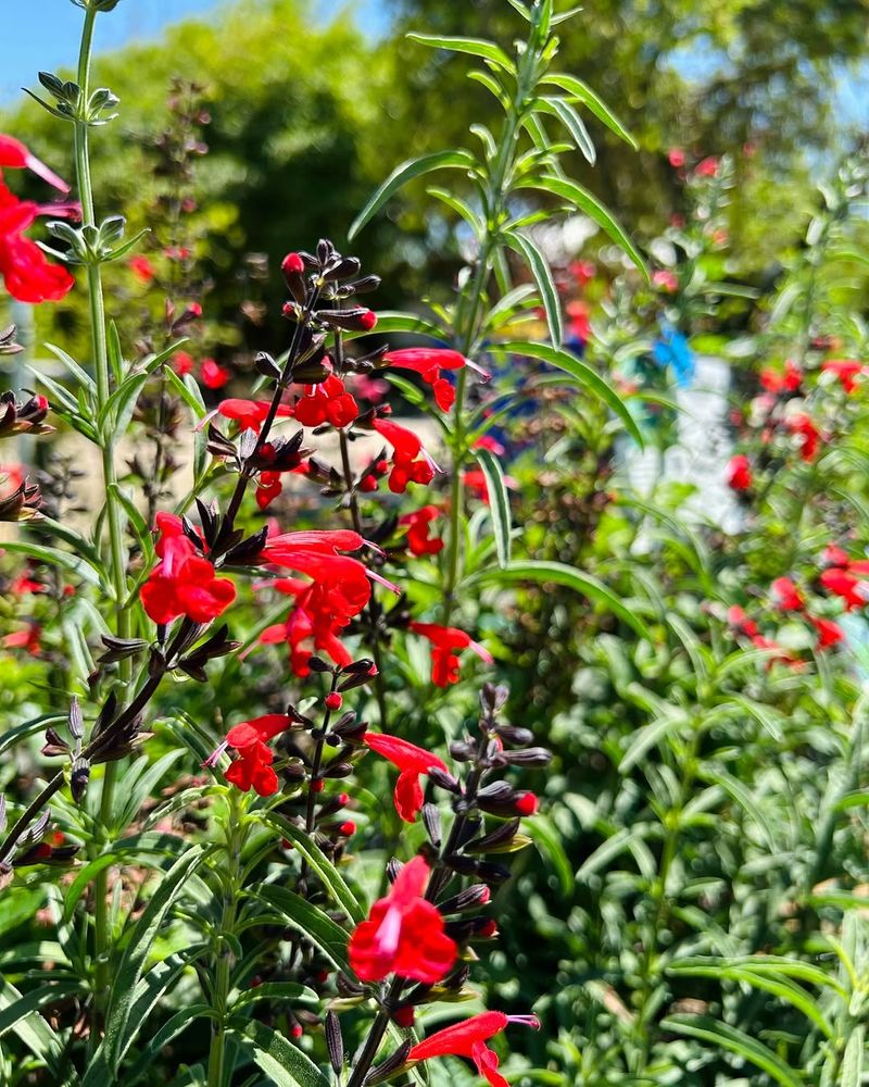Scarlet Sage Brings Native Color Scarlet Sage Brings Native Color
