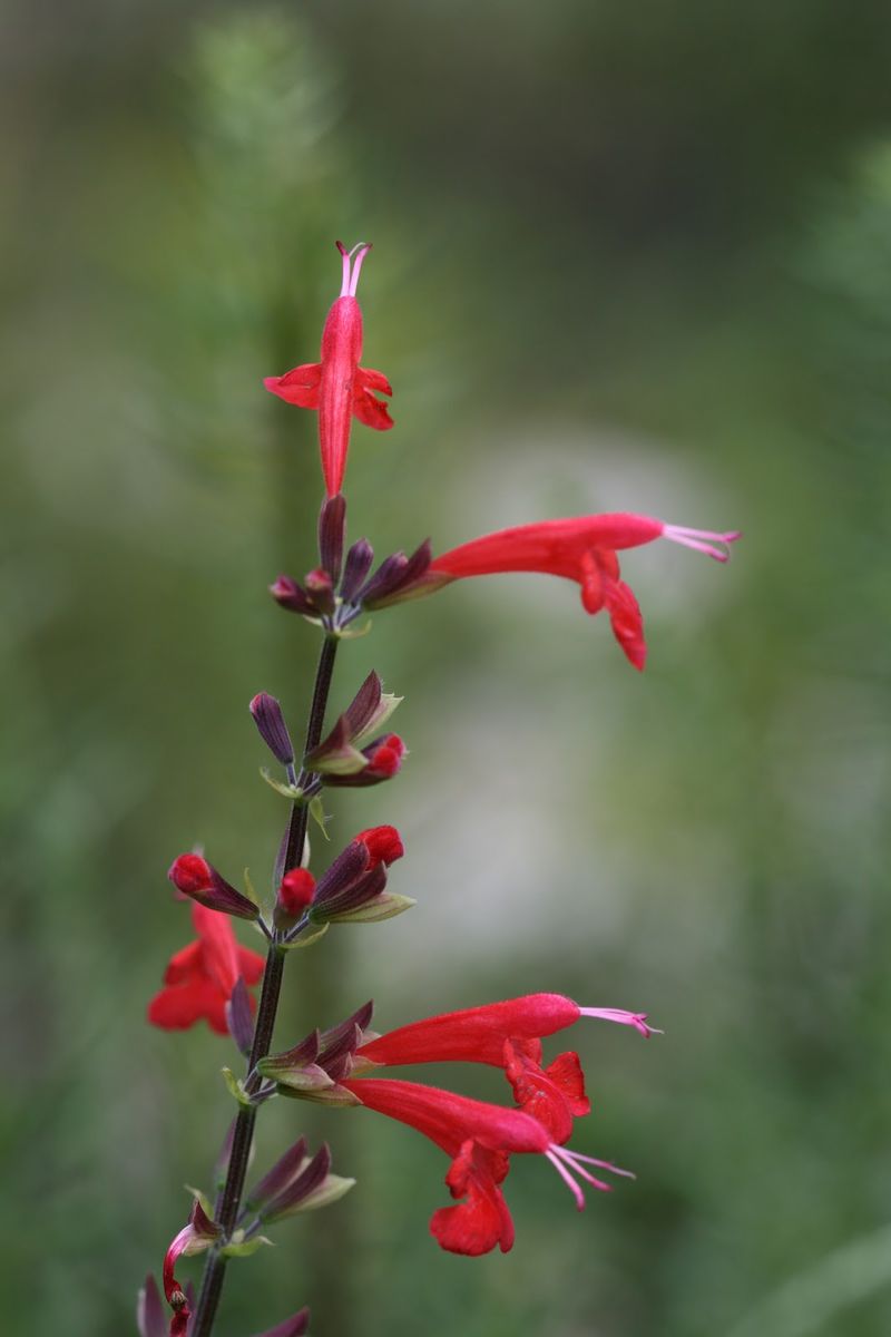 Scarlet Sage Brings Native Warm-Season Color Scarlet Sage Brings Native Warm-Season Color