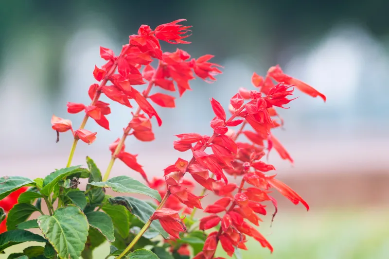 Scarlet Sage Reseeds And Returns In Warm Gardens