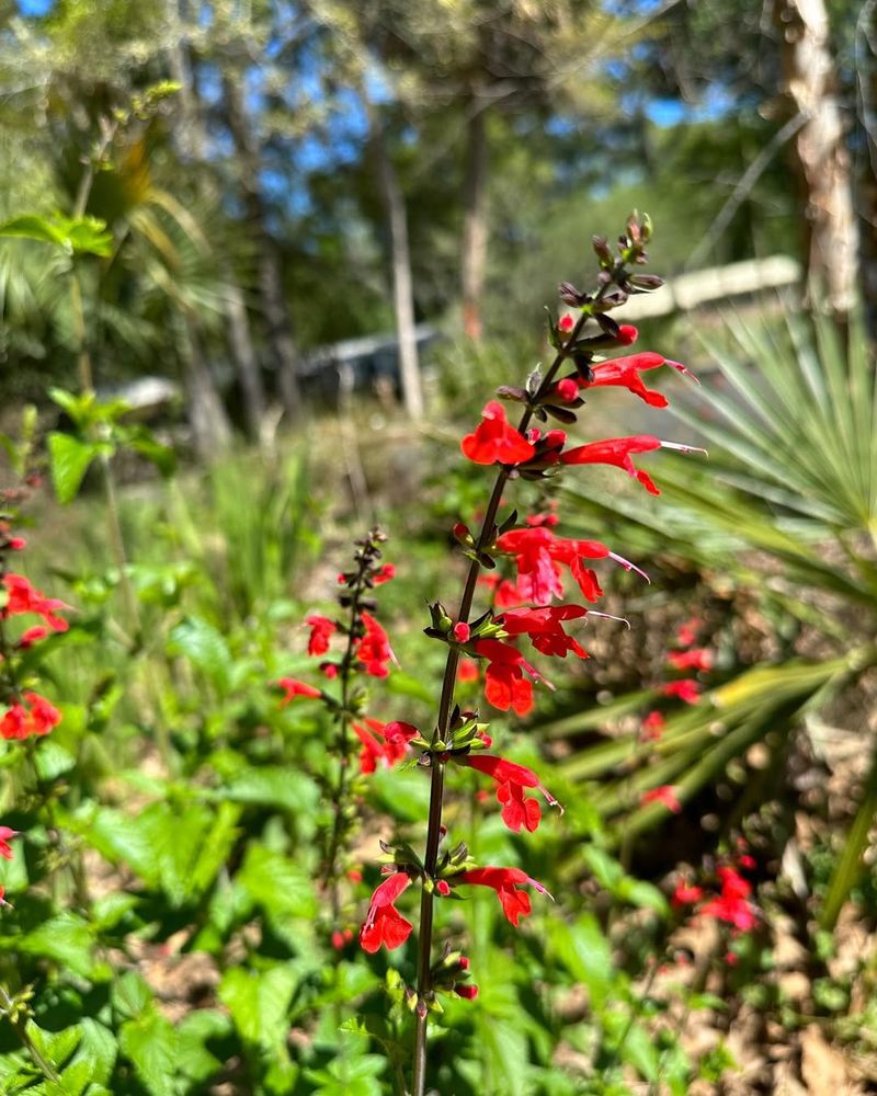 Scarlet Sage Reseeds And Returns In Warm Weather