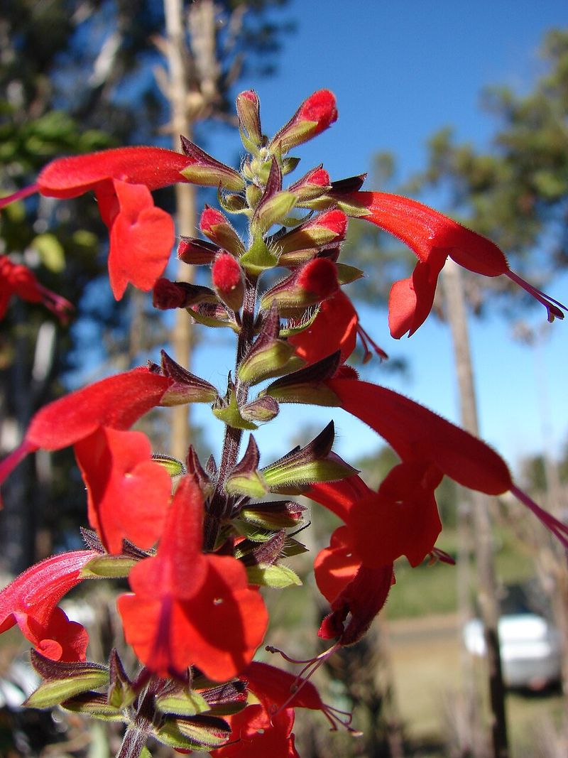 Scarlet Sage Reseeds For Repeat Warm-Season Color