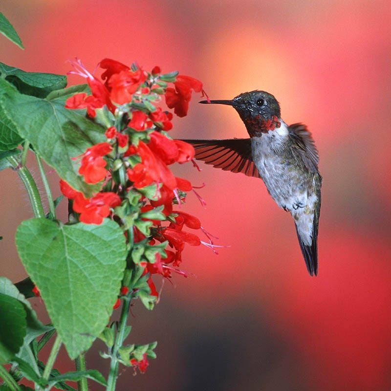 Scarlet Salvia Brings Hummingbirds Fast