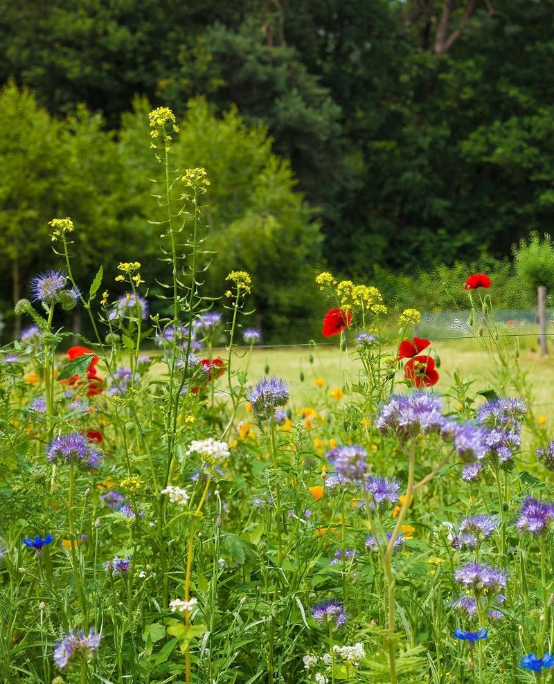 Scatter Seeds During The Best Planting Window