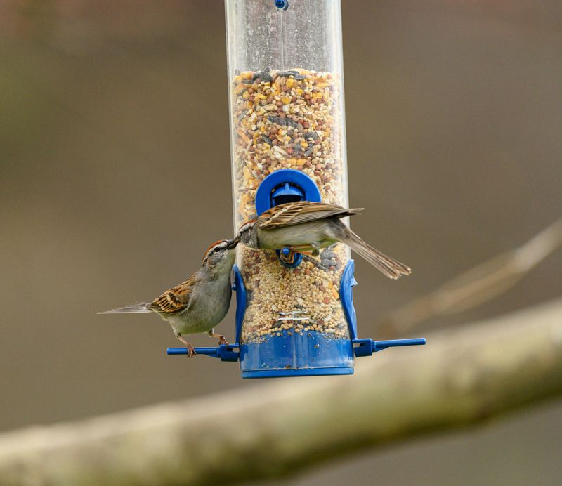 Scattered Birdseed And Forgotten Feeders