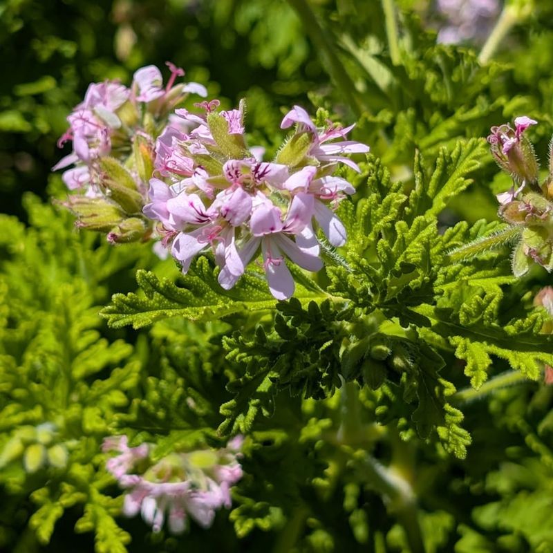 Scented Geranium