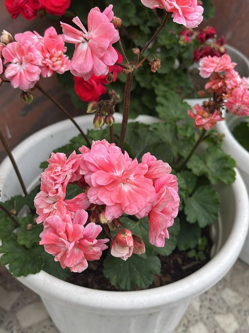 Scented Geraniums Release More Aroma During Warm Evenings