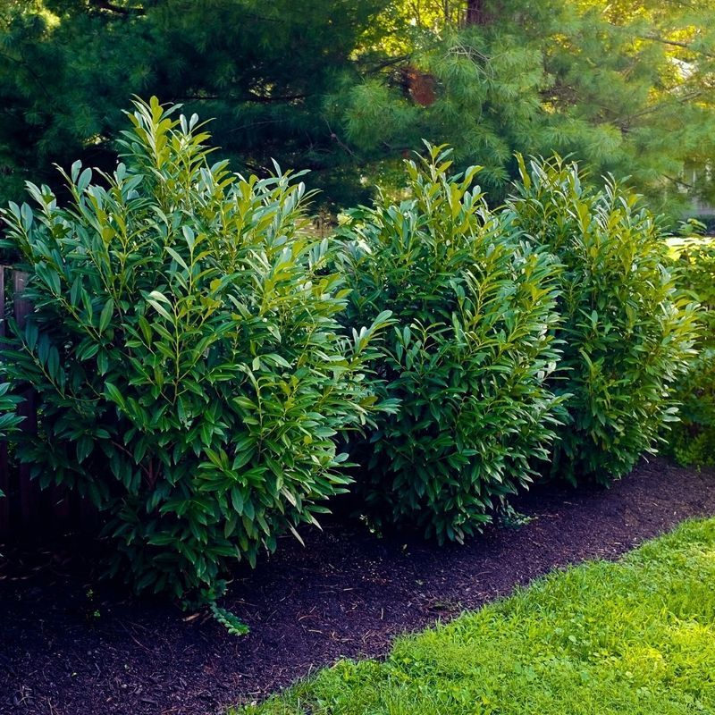 'Schip' Laurel