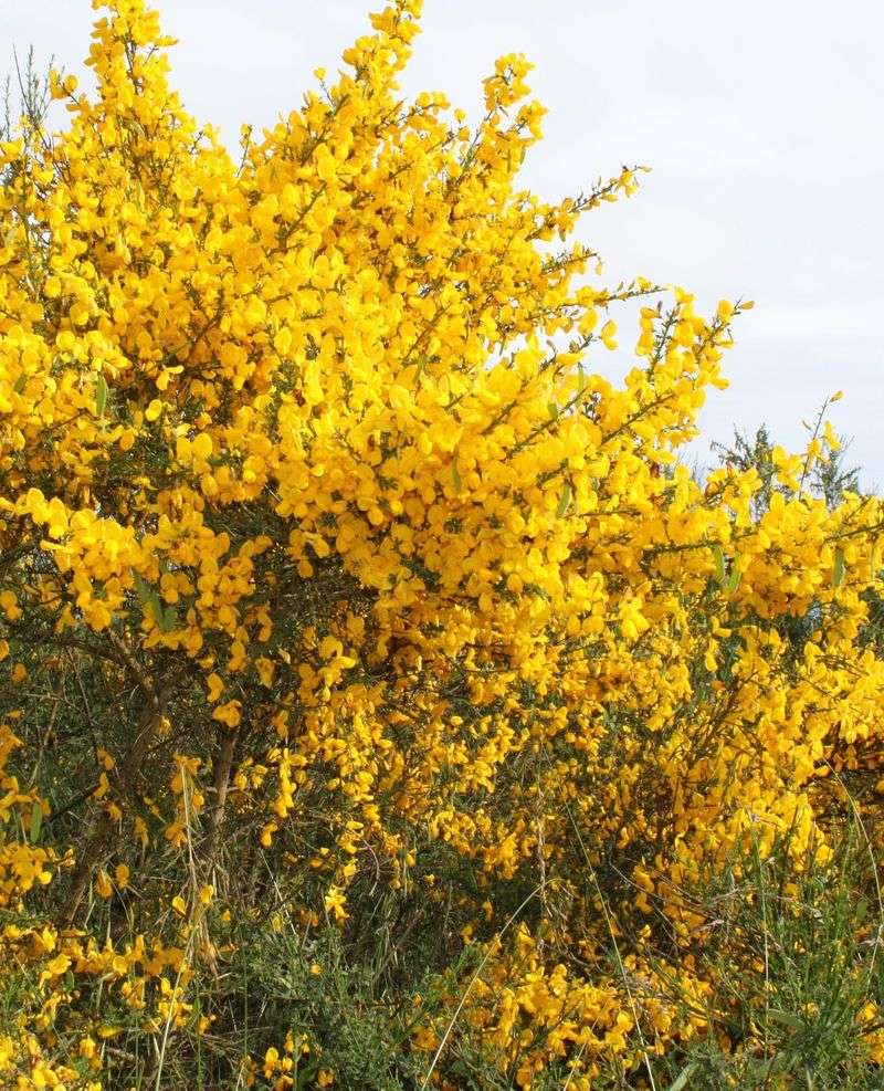 Scotch Broom