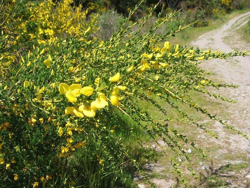 Scotch Broom Fills Open Spaces In A Hurry