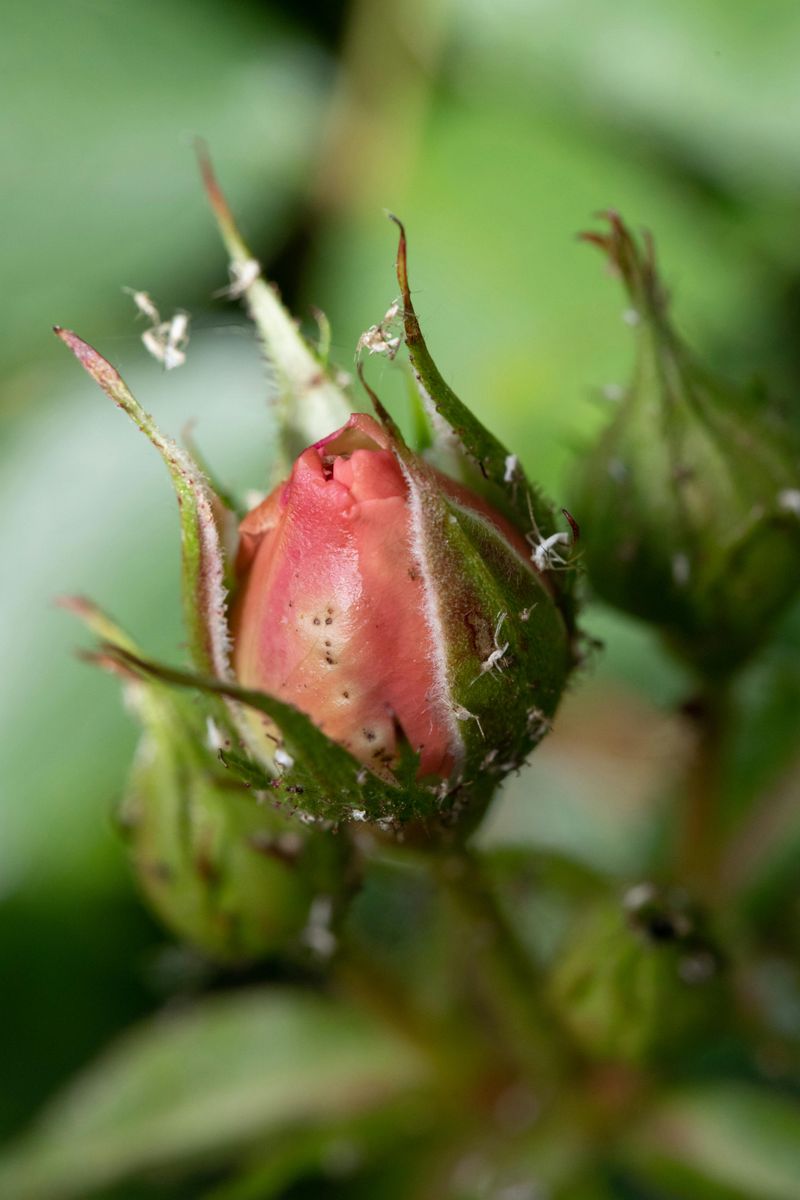 Scout For Aphids, Black Spot, And Powdery Mildew Early Scout For Aphids, Black Spot, And Powdery Mildew Early