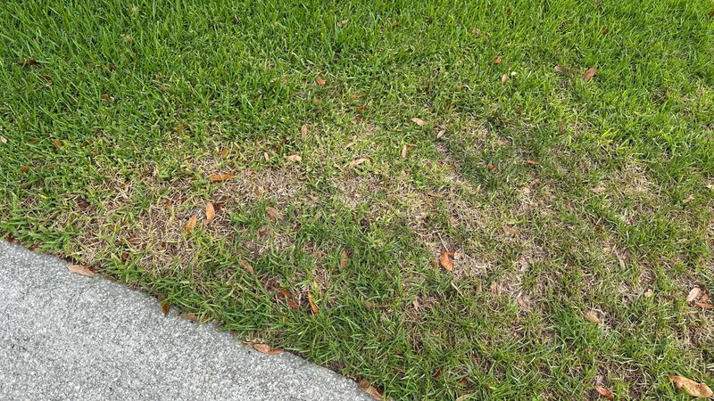 Scout Lawns Before Treating Brown Spots