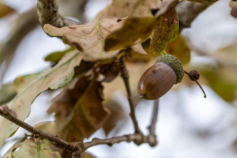 Scouting For Acorns From Virginia Oaks Scouting For Acorns From Virginia Oaks