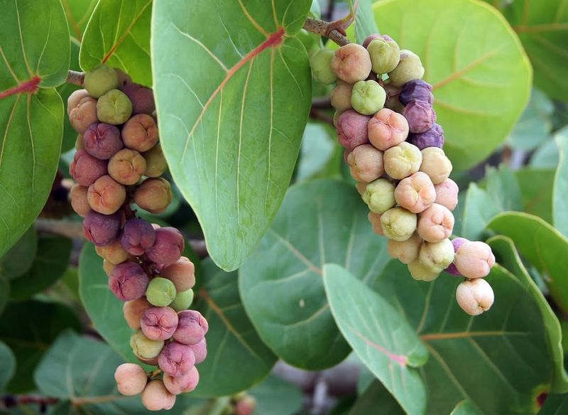 Sea Grape Gives Coastal Yards Bold Leaves And Fruit Sea Grape Gives Coastal Yards Bold Leaves And Fruit
