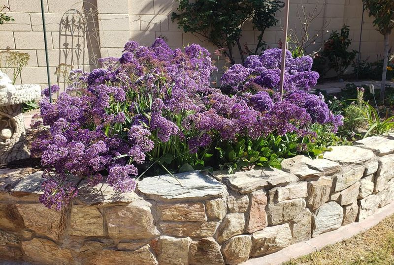 Sea Lavender