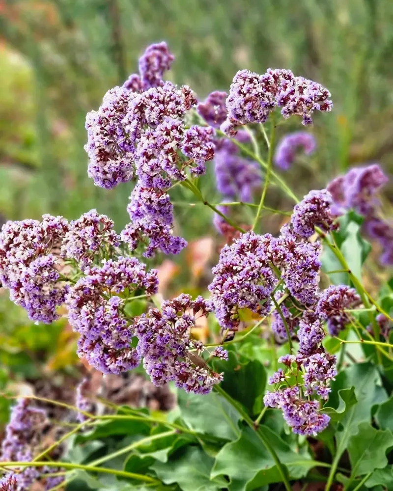 Sea Lavender Brings Airy Blooms To Coastal-Style Gardens