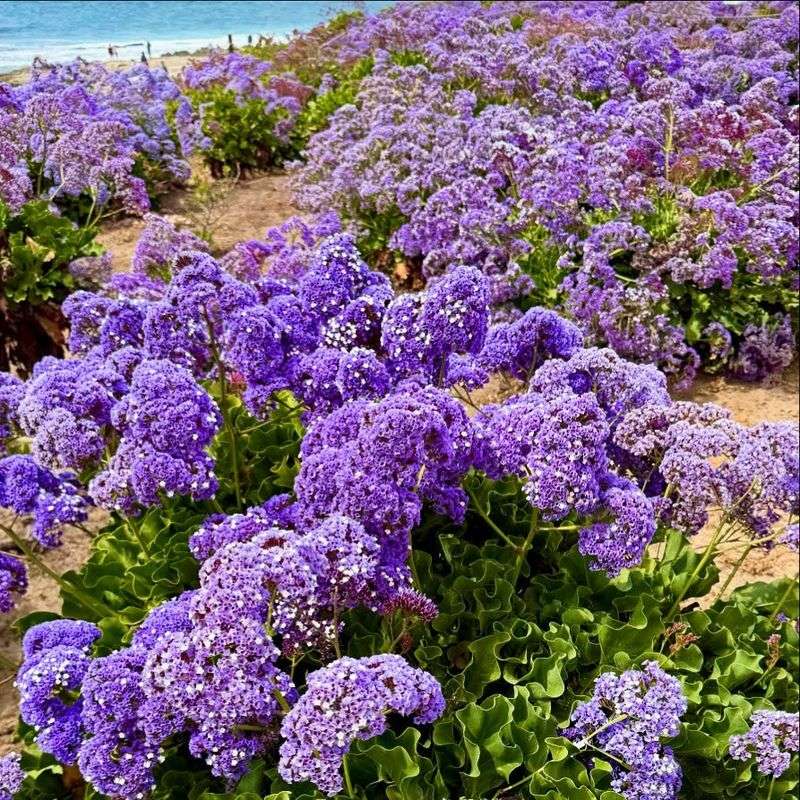 Sea Lavender