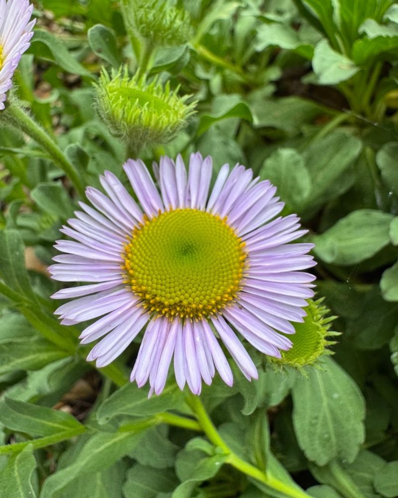 Seaside Daisy