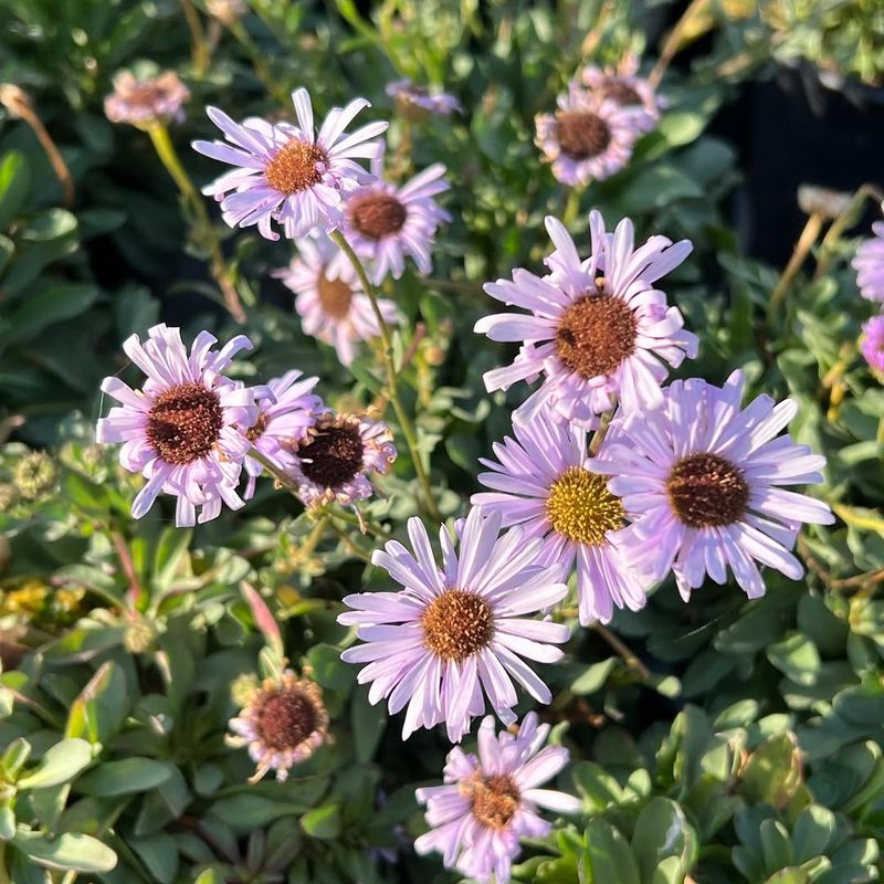 Seaside Daisy