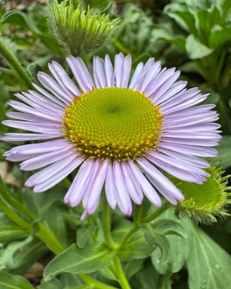 Seaside Daisy