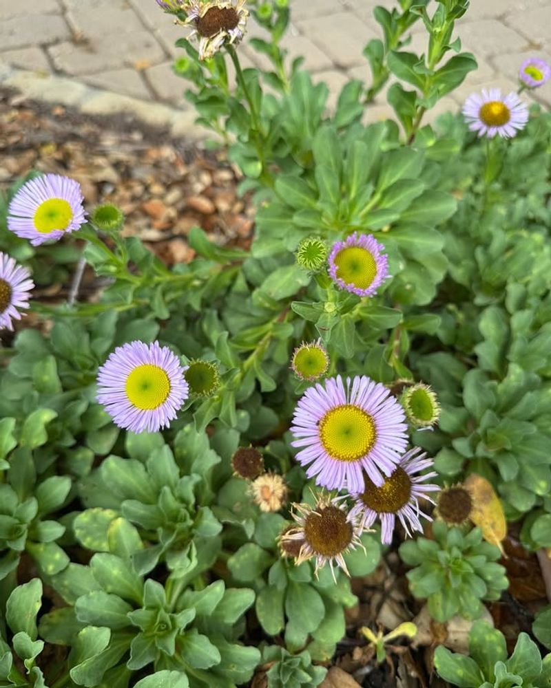 Seaside Daisy