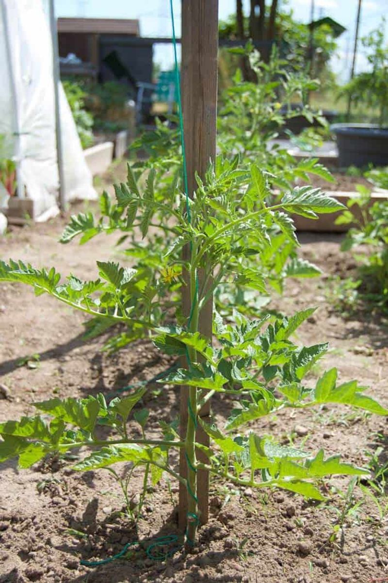 Secure Stems Before Heavy Fruit Pulls Them Down