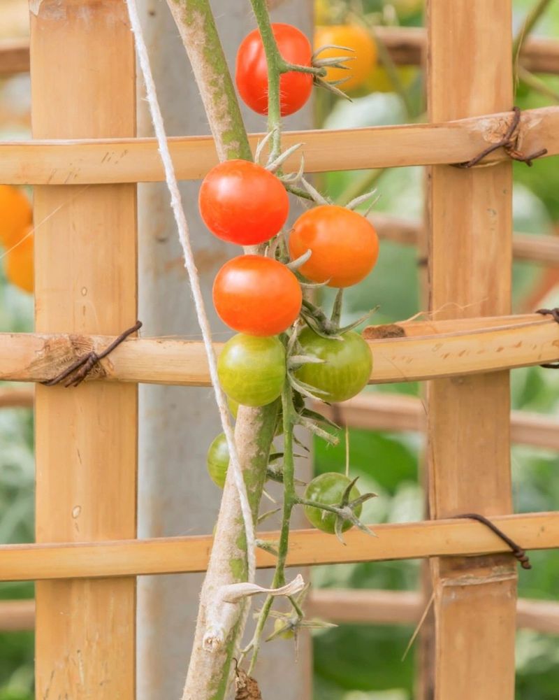 Secure Tomato Cages And Stakes Early Secure Tomato Cages And Stakes Early