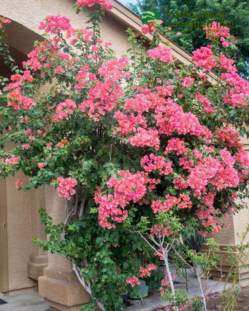 Secure Vines Before Storm Season Starts