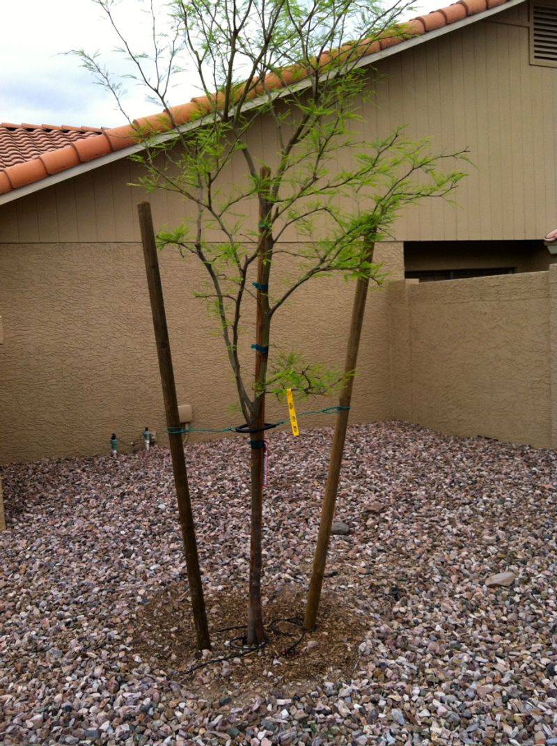 Securing Young Trees Before Strong Storm Winds Arrive