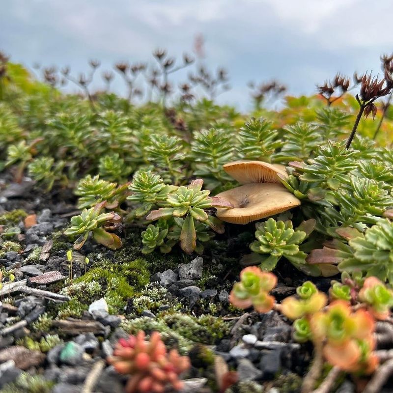 Sedum