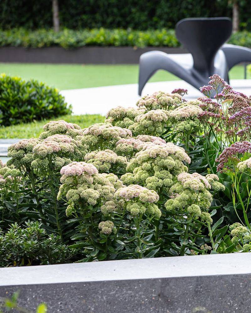 Sedum Sedum