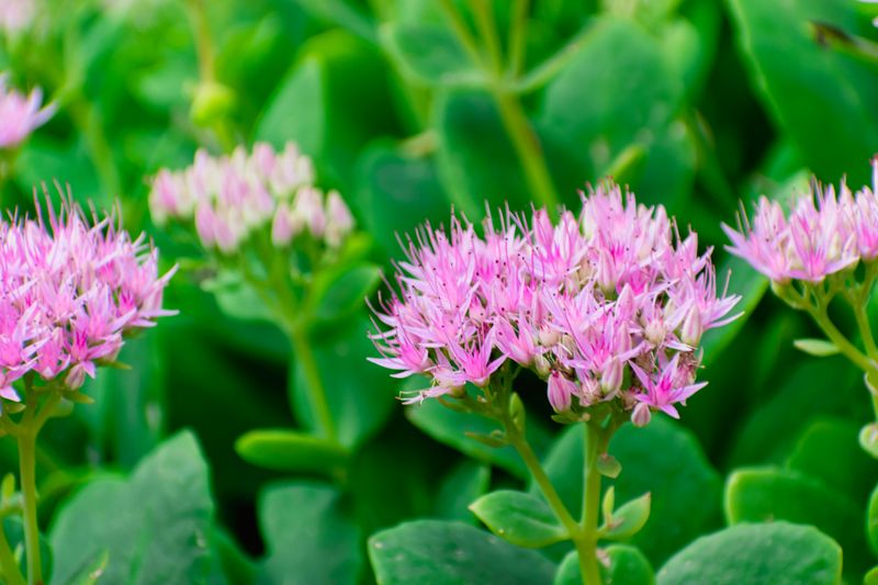 Sedum