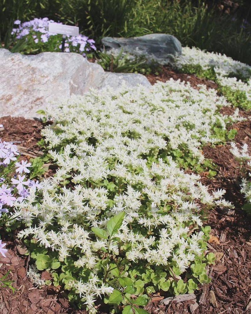 Sedum Handles Dry Corners Weeds Usually Claim
