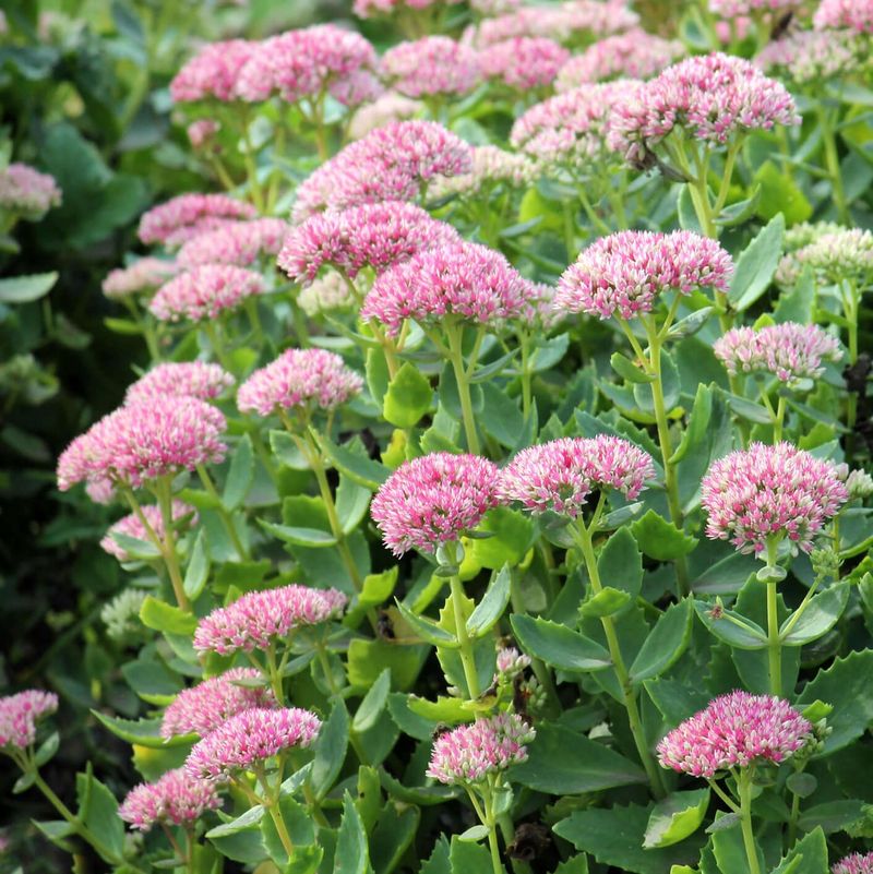 Sedum (Hylotelephium spectabile) Handles Dry Michigan Summers With Lavender