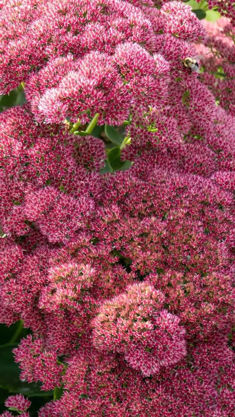 Sedum (Hylotelephium spp.)