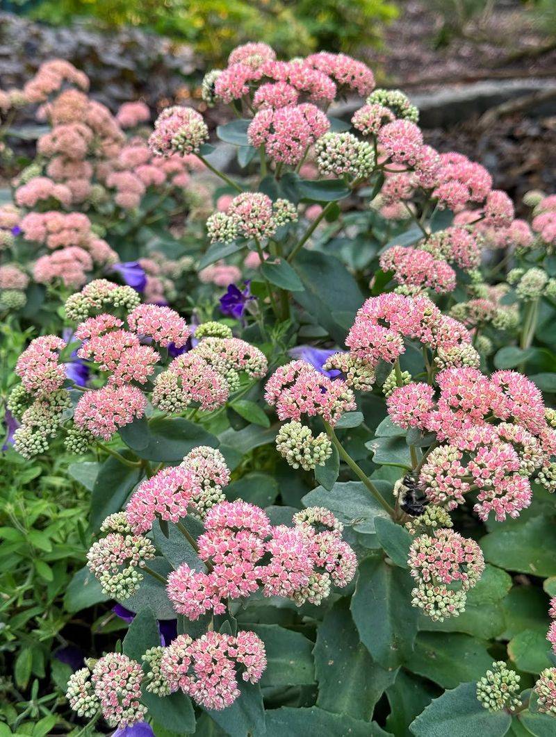 Sedum Stays Strong In Sunny, Dry Spots