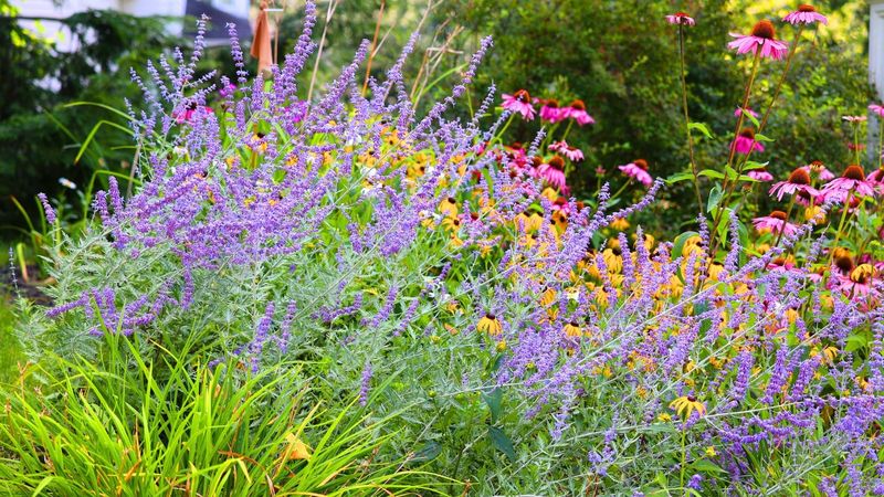 Russian Sage (Salvia Yangii)