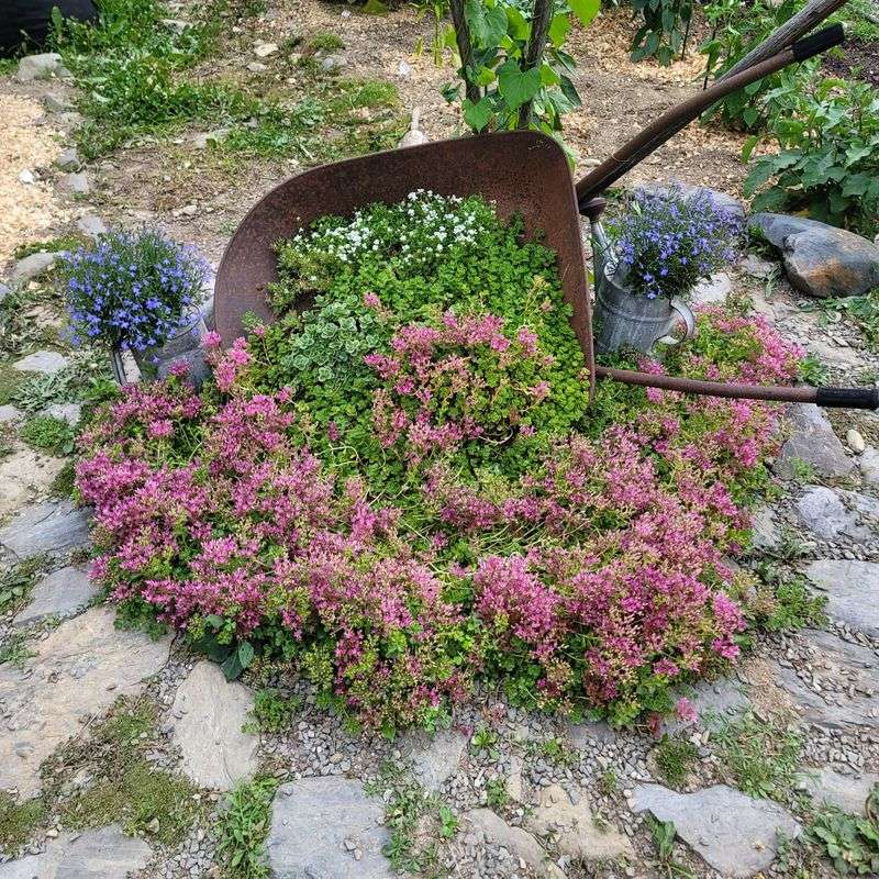 Sedum / Stonecrop Sedum / Stonecrop