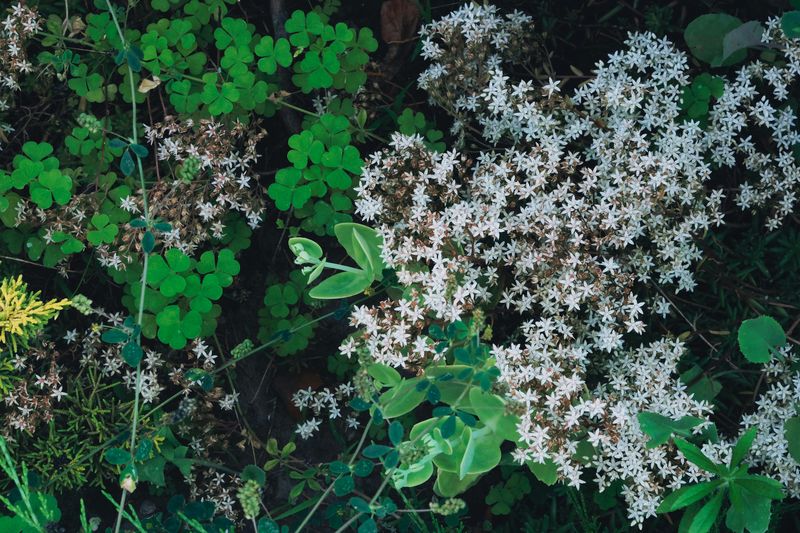 Sedum Ternatum