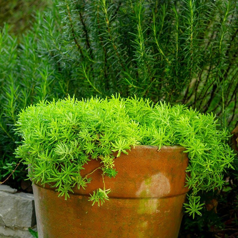 Sedum Thrives In Containers With Little Fuss