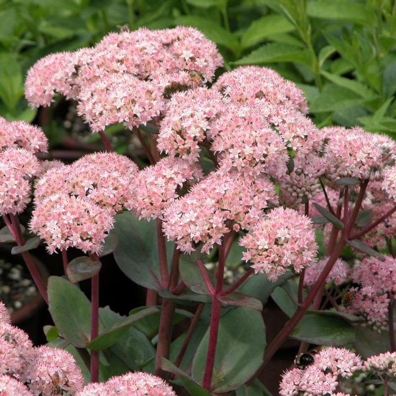 Sedum Sedum