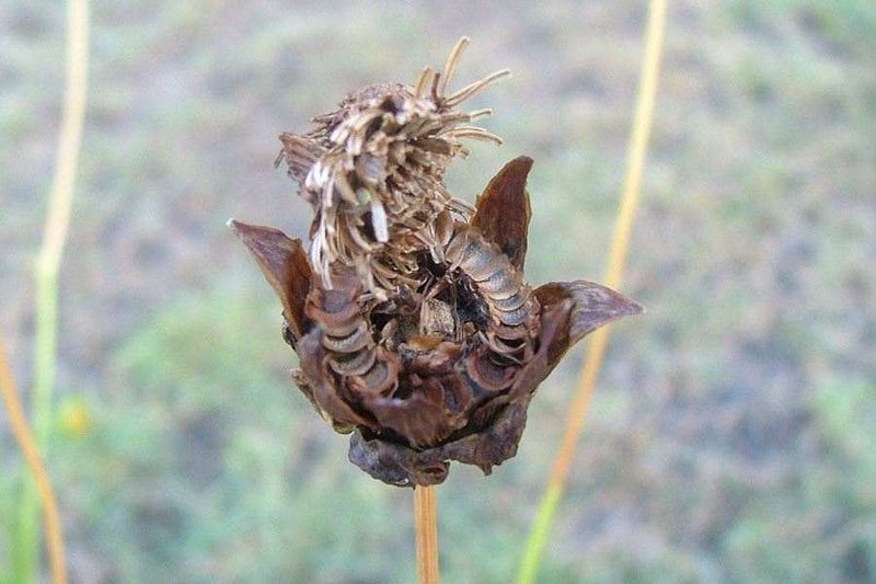 Seed Heads Carry The Show After Petals Fade